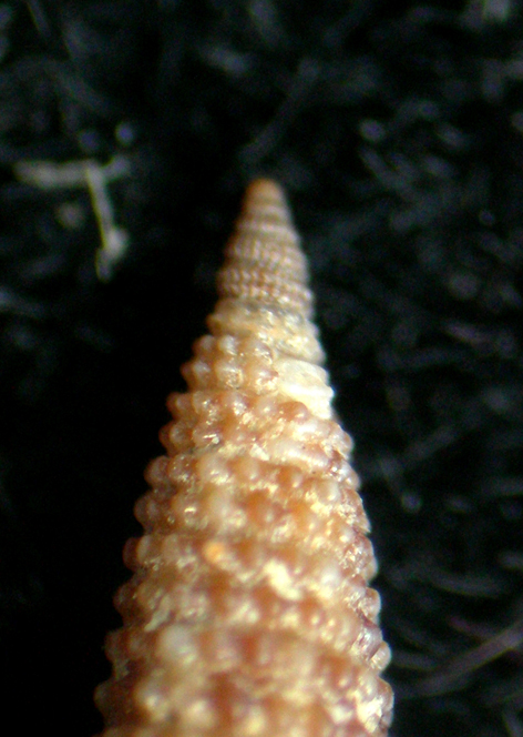 Pogonodos pseudocanaricus